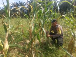 Polsek Simpang Kanan kembali melakukan pengecekan dan pemantauan perkembangan tanaman jagung yang ada di Dusun Suka Makmur
