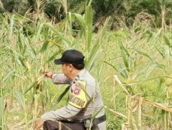 Polsek Simpang Kanan konsisten melaksanakan kegiatan pengecekan dan pemantauan perkembangan tanaman ketahanan pangan jagung yang berlokasi di Dusun Suka Makmur