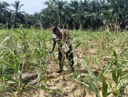 Polsek Simpang Kanan konsisten melaksanakan kegiatan pengecekan dan pemantauan perkembangan tanaman ketahanan pangan jagung yang berlokasi di Dusun Suka Makmur