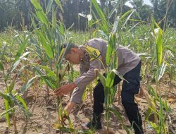 Polsek Simpang Kanan konsisten melaksanakan kegiatan pengecekan dan pemantauan perkembangan tanaman ketahanan pangan jagung yang berlokasi di Dusun Suka Makmur