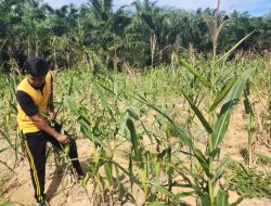 Polsek simpang kanan melalui Bhabinkamtibmas mendukung Total Program Astacita dengan menanam jagung guna perkuat Ketapang di kecamatan Simpang kanan