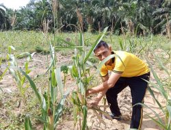 Polsek Simpang Kanan secara konsisten melaksanakan kegiatan pengecekan dan pemantauan perkembangan tanaman ketahanan pangan jagung yang berlokasi di Dusun Suka Makmur