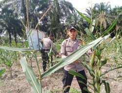 Polsek Simpang Kanan secara konsisten melaksanakan kegiatan pengecekan dan pemantauan perkembangan tanaman ketahanan pangan jagung yang berlokasi di Dusun Suka Makmur Kepenghuluan Bagan Nibung Kecamatan