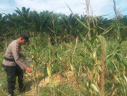 Polsek Simpang Kanan secara konsisten melaksanakan kegiatan pengecekan dan pemantauan perkembangan tanaman ketahanan pangan jagung yang berlokasi di Dusun Suka Makmur