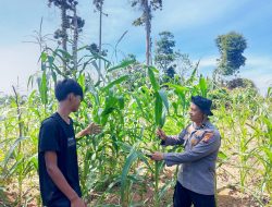 Polsek Rambah Samo Dukung Cek Perkembangan Jagung Pipil di Desa Sei Salak