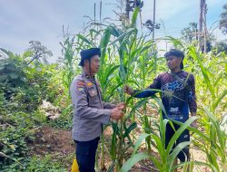 Bentuk Kepedulian kepada Petani, Polsek Rambah Samo Turun Langsung Pantau Lahan Jagung Warga