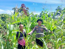 Polsek Rambah Samo Galakkan Ketahanan Pangan Presiden RI, dan Monitoring Jagung Hibrida Pioneer P32 Singa di Sei Salak