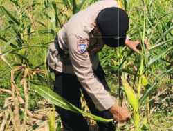 Dukung swasembada pangan, Polsek simpang kanan melakukan pengecekan tanaman jagung