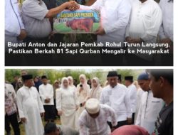 81 Sapi Kurban Disalurkan, Pemkab Rohul Pastikan Manfaat untuk Masyarakat