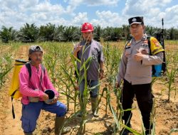 Polsek Pujud Cek Perkembangan Jagung Ketapang di PT TMP, Dukung Program Asta Cita Presiden