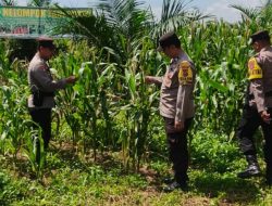 Polsek Bagan Sinembah Dukung Ketahanan Pangan Nasional, Cek Perkembangan Tanaman Jagung Kelompok Tani Surya Barak 15