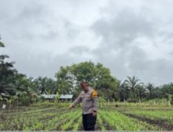 Polsek Bonai Darussalam Kawal dan Pantau Pertumbuhan Tanaman Jagung dan Pastikan Sukses hingga Panen