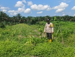 Polsek Pujud Cek Perkembangan Program Ketahanan Pangan Penanaman Jagung di PT Cahaya Amal Gemilang