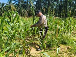 Polsek Simpang Kanan Polres Rokan Hilir, Kembali Melaksanakan Kegiatan Pengecekan dan Pemantauan Ketahanan Pangan
