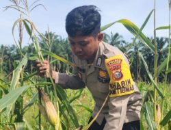 Polsek Simpang Kanan secara konsisten melaksanakan kegiatan pengecekan dan pemantauan perkembangan ketahanan tanaman pangan jagung yang berlokasi di Dusun Suka Makmur