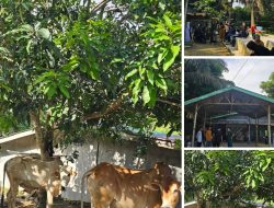 Semangat Berbagi di Hari Raya, RS Ibunda dan Karyawan Qurban 4 Ekor Sapi untuk Masyarakat