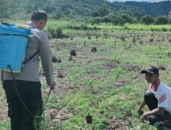 Polsek Rokan IV Koto Dorong Produktivitas Jagung sebagai Penopang Ketahanan Pangan Nasional di Desa Cipang Kiri Hulu