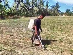Dukung Swasembada Pangan, Polsek Tanah Putih Monitoring Jagung Pipil 13 HST