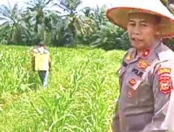 Kapolsek Tanah Putih Tinjau dan Lakukan Penyemprotan Hama di Lahan Jagung Program Ketahanan Pangan