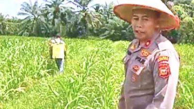 Kapolsek Tanah Putih Tinjau dan Lakukan Penyemprotan Hama di Lahan Jagung Program Ketahanan Pangan