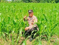 Polsek Tanah Putih Cek Perkembangan Jagung Program Ketahanan Pangan, Tanaman Tumbuh Baik