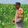 Polsek TPTM Cek Pertumbuhan Jagung Pipil di Lahan Ketahanan Pangan 