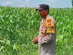 Polsek TPTM Cek Pertumbuhan Jagung Pipil di Lahan Ketahanan Pangan 