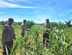 Polsek Bagan Sinembah Pantau Pertumbuhan Jagung, Perkuat Program Ketahanan Pangan Nasional