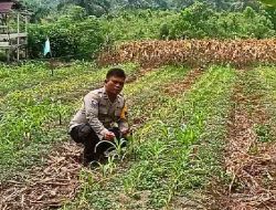Polsrk TPTM Cek Perkembangan Jagung Program Ketahanan Pangan