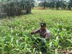 Tanaman Jagung di Lahan Polsek TPTM Tumbuh Baik, Memasuki Fase 7–9 Helai Daun