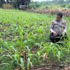 Polsek Tanah Putih Tanjung Melawan Cek Perkembangan Jagung Program Ketahanan Pangan