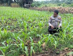Polsek Tanah Putih Tanjung Melawan Cek Perkembangan Jagung Program Ketahanan Pangan