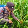 Polsek Pujud Cek Perkembangan Tanaman Jagung Program Ketahanan Pangan di Tanjung Medan