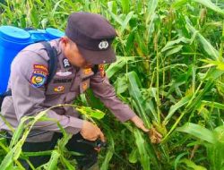 Polsek Pujud Cek Perkembangan Tanaman Jagung Program Ketahanan Pangan di Tanjung Medan