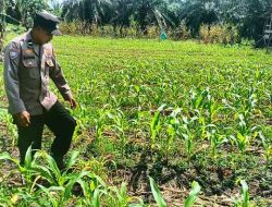 Polsek TPTM Cek Perkembangan Jagung Program Ketahanan Pangan