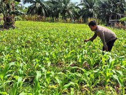 Polsek TPTM Pantau Pertumbuhan Jagung Program Ketahanan Pangan