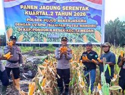 Dukung Ketahanan Pangan, Polsek Pujud Panen Jagung Kuartal II