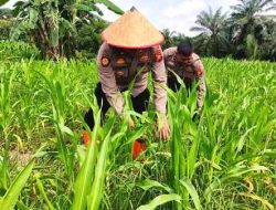 Polsek Tanah Putih Cek Perkembangan Jagung Ketahanan Pangan di Ujung Tanjung