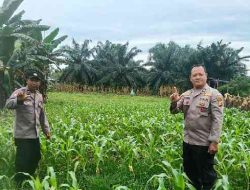 Polsek TPTM Cek Perkembangan Tanaman Jagung Program Ketahanan Pangan