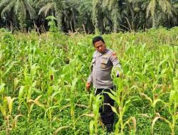 Polsek TPTM Pastikan Tanaman Jagung Ketahanan Pangan Tumbuh Optimal