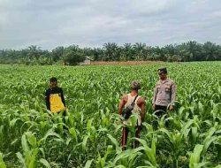 Polsek TPTM Lakukan Pemupukan dan Perawatan