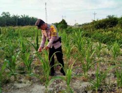 Bhabinkamtibmas Rantau Kopar Cek Perkembangan Jagung Pipil, Dukung Program Ketahanan Pangan Nasional