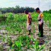 Polsek Rantau Kopar Cek Pertumbuhan Jagung Pipil, Pastikan Jagung Tumbuh Optimal