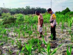 Polsek Rantau Kopar Cek Pertumbuhan Jagung Pipil, Pastikan Jagung Tumbuh Optimal