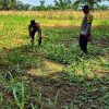 Polsek Bagan Sinembah Pantau Pertumbuhan Jagung di Lahan Ketahanan Pangan
