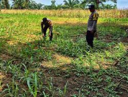 Polsek Bagan Sinembah Pantau Pertumbuhan Jagung di Lahan Ketahanan Pangan