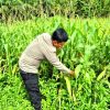Polsek Tanah Putih Tanjung Melawan Pastikan Tanaman Jagung Terawat Hingga Masa Panen