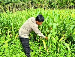 Polsek Tanah Putih Tanjung Melawan Pastikan Tanaman Jagung Terawat Hingga Masa Panen