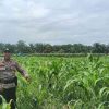 Polsek TPTM Intensifkan Pemantauan Jagung Pipil di Kepenghuluan Mesah