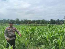 Polsek TPTM Intensifkan Pemantauan Jagung Pipil di Kepenghuluan Mesah